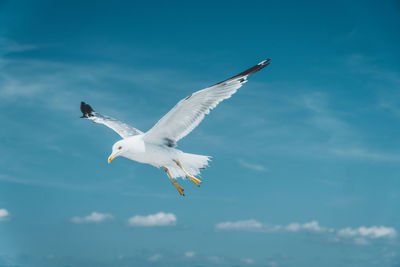 Low angle view of seagull flying