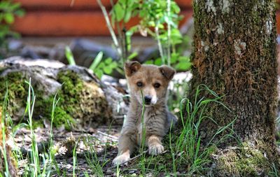 Portrait of an animal on field