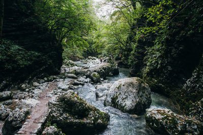 Close-up of waterfall against trees