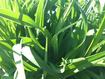 Close-up of fresh green plant