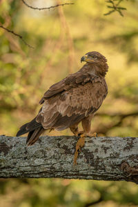 Close-up of bird perching on branch