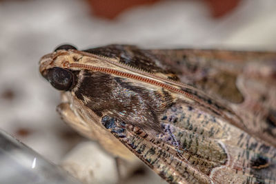 Close-up of butterfly