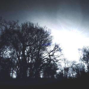 Low angle view of silhouette trees against sky