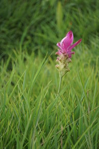 Close-up of pink flowering plant on field