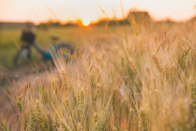 Wheat field against sky