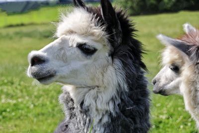 Close-up of a alpaca on field