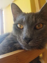 Close-up portrait of a cat at home