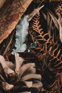 High angle view of dried leaves on field