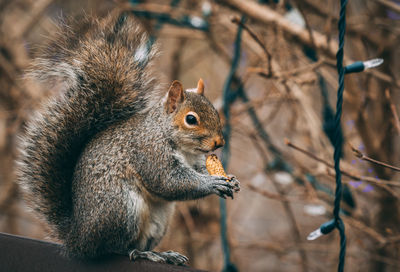 Close-up of squirrel on branch