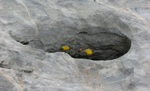 Close-up of yellow flower on rock