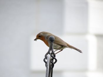 Close-up of bird perching outdoors