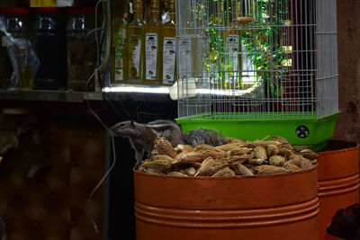 Close-up of parrot in cage