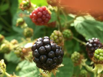 Close-up of berries