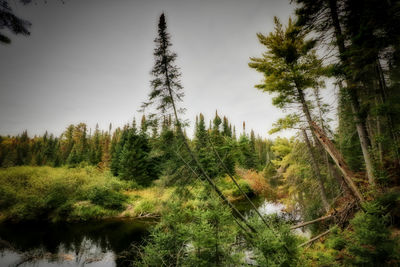 Pine trees in forest against sky