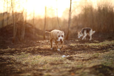 Dog running in a field