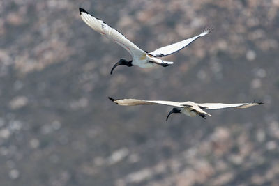 Low angle view of seagulls flying