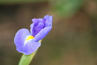 Close-up of purple flower