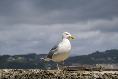 Close-up of seagull perching on retaining wall