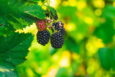 Close-up of blackberries growing on tree