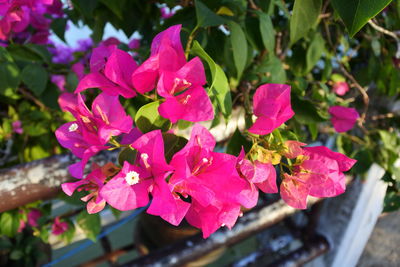 Close-up of pink flowering plant