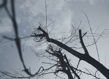 Low angle view of silhouette bare tree against sky