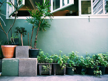 Potted plants outside house