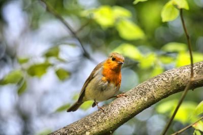 Close-up of bird perching on tree