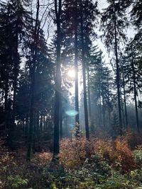 Sunlight streaming through trees in forest