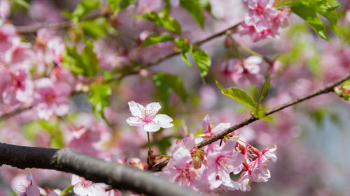 Close-up of pink cherry blossom