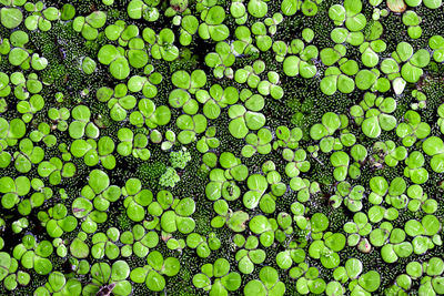 Full frame shot of green leaves