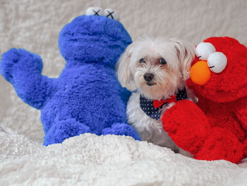 Close-up of dog with toy on rug
