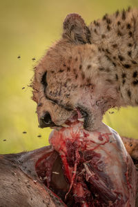 Cheetahs feeding on animal