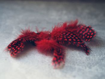 Close-up of red butterfly