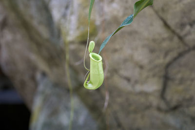 Close up of small green pitcher plant