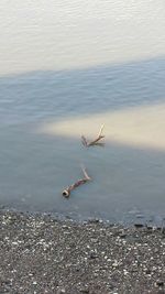 Bird flying over sea
