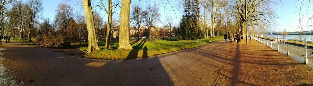 Panoramic shot of trees against sky