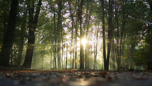 Trees in forest