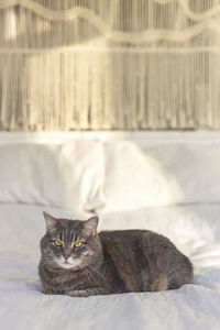 Gray domestic cat with beautiful eyes on a bed with handmade macrame on the background in sunlight