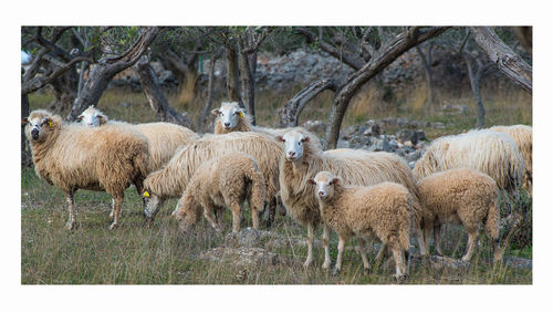 View of sheep on field