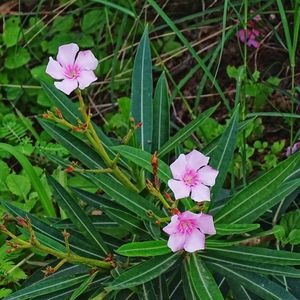 Close-up of fresh purple flowers blooming on field