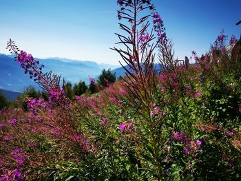 Pink flowering plants on land against sky