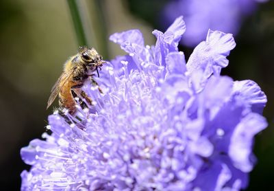 Close-up of bee on purple flower