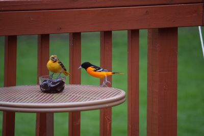 Birds perching on railing