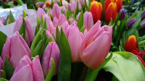 Close-up of pink crocus blooming outdoors