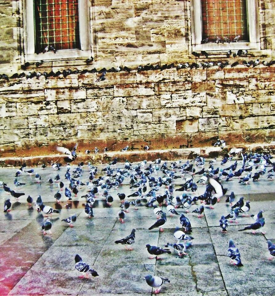 building exterior, built structure, architecture, bird, building, day, city, animal themes, large group of people, outdoors, brick wall, window, sunlight, pigeon, wildlife, men, cobblestone, person