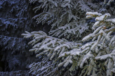 Close-up of snow covered pine tree