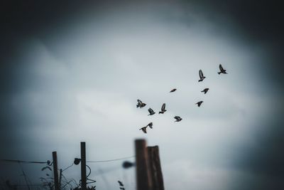 Low angle view of birds flying against sky