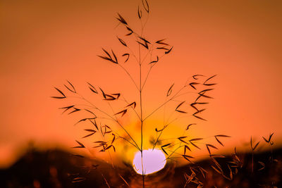 Close-up of silhouette plant on field against orange sky