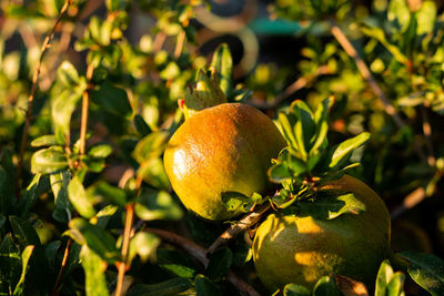 Close-up of fruits on tree