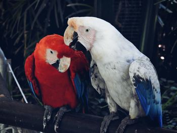 Close-up of parrot perching on branch